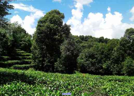 玉溪峨山云茶山，探索云南美景：玉溪峨山云茶山之旅