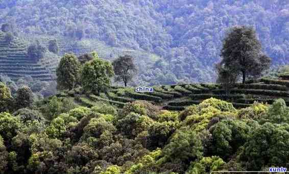 玉溪峨山云茶山，探索云南美景：玉溪峨山云茶山之旅