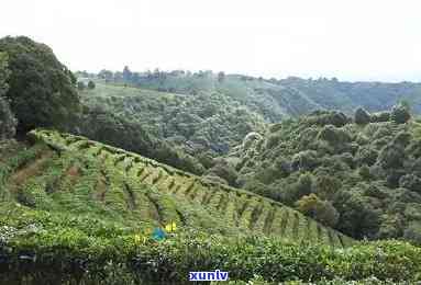 玉溪峨山云茶山，探索云南美景：玉溪峨山云茶山之旅