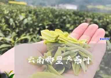 云南省的茶叶有哪些-云南省的茶叶有哪些特产