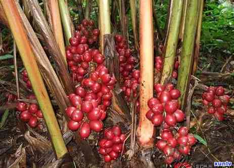 腾冲茶叶产区，探秘腾冲：揭秘中国优质茶叶产区