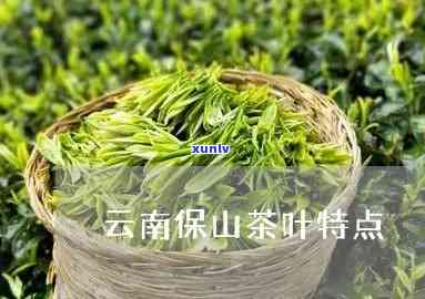 云南保山茶叶怎么样-云南保山的茶叶