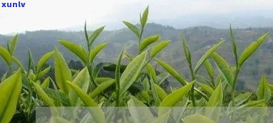 云南保山茶叶怎么样-云南保山的茶叶