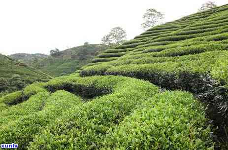 云南霸茶官网古树普洱熟茶：了解霸茶茶业、霸茶茶叶品质、价格及普洱茶查询信息