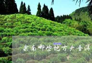 云南哪些地方产茶叶-云南哪些地方产茶叶最多