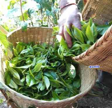 云南哪些地方产茶叶-云南哪些地方产茶叶最多