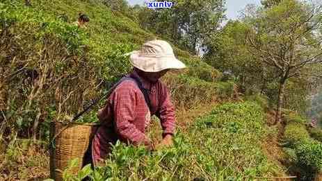 云南保山出名的茶叶有哪些品种、及名字？全面介绍保山著名茶叶及其茶区