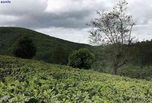 云南保山著名的茶叶，探寻云南保山的著名茶叶，品味独特的茶香世界