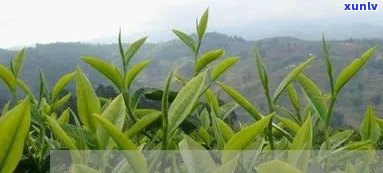 云南保山著名的茶叶，探寻云南保山的著名茶叶，品味独特的茶香世界