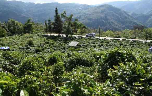 云南保山著名的茶叶，探寻云南保山的著名茶叶，品味独特的茶香世界