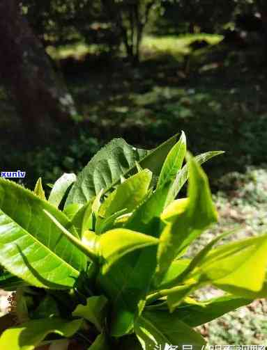 云南大叶种晒青茶叶子很嫩？是生茶还是熟茶？古树茶吗？如何保存以保持品质？