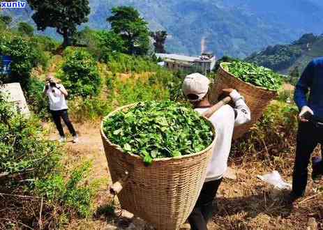 冰岛秋茶有藏价值吗？了解其价格与春茶差异