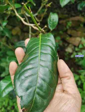 冰岛熟茶，探索冰岛的独特风味：冰岛熟茶的魅力与历