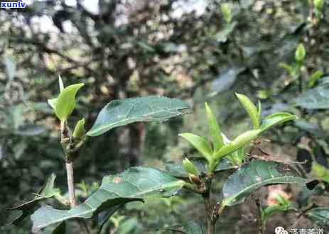 冰岛贡茶多少钱一斤啊，请问冰岛贡茶的价格是多少？每斤售价是多少？