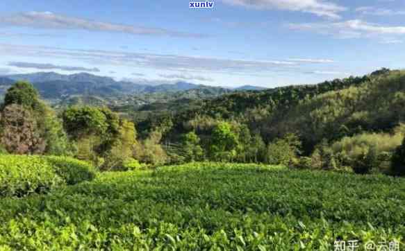 三级普洱茶是什么意思？好不好喝？和五级普洱茶有什么区别？