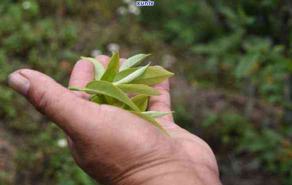 云南茶叶几月份成熟，云南茶叶何时成熟？详解采摘时间与节关系