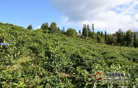 云南茶叶面积，探究云南茶叶种植的广阔面积及其对产业发展的影响