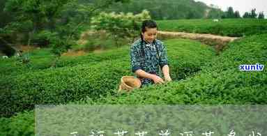 天道茗普茶叶多少钱-天道茗普茶叶多少钱图片