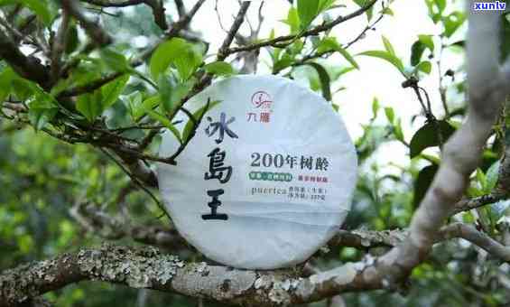 冰岛五寨古树茶排名，探索冰岛五寨古树茶的独特魅力：排名揭秘！