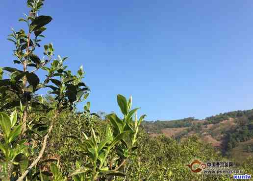 冰岛五寨茶是哪五寨？特点及古树茶图片解析