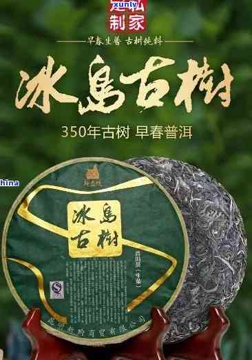 冰岛古树茶是什么样-冰岛古树茶是什么样子的