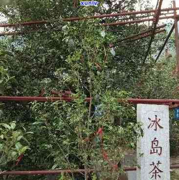 冰岛古树茶在哪个山头，探寻冰岛古树茶的产地：揭秘其生长的神秘山头