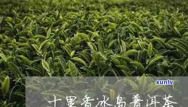 十里香冰岛木茶-十里香茶价格表