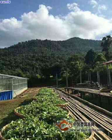 双江高普的茶叶怎样-双江高普茶厂