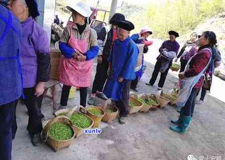 普利茶叶有什么作用-普利茶叶有什么作用和功效