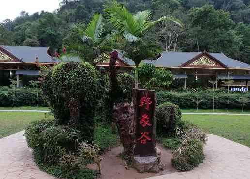 野象谷旅行社冰岛茶-野象谷旅游