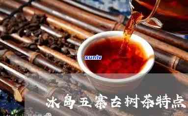 冰岛五寨古树茶口感怎么样？探索其独特口感特点与品种特性