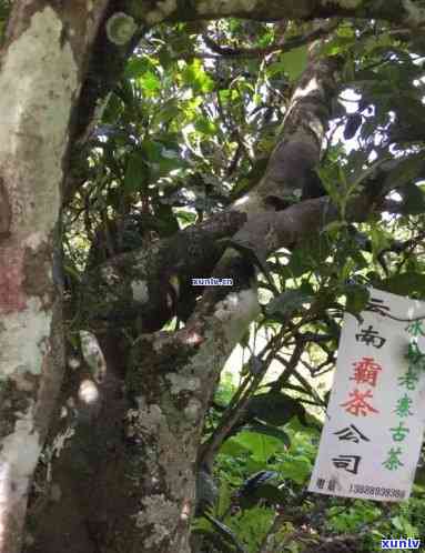 云南冰岛古树精制茶厂，品味云南独特韵味：探寻冰岛古树精制茶厂