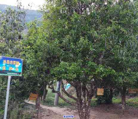 冰岛茶区都哪些，探索冰岛茶区：揭秘其独特魅力与风情