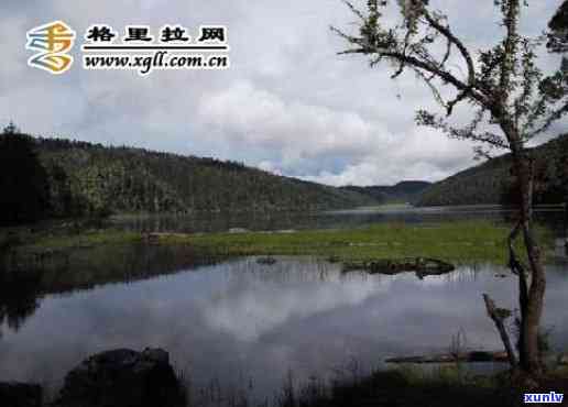 普达措旅行社冰岛茶-普达措旅游