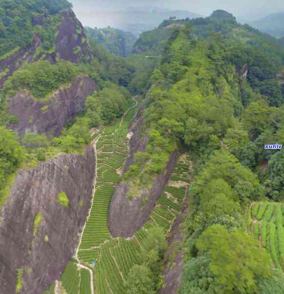 先生茶叶是什么茶-先生茶叶是什么茶叶