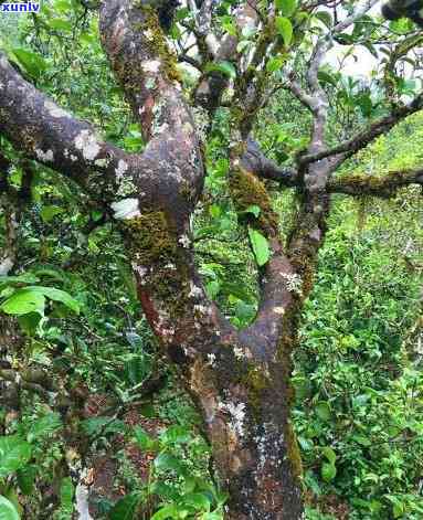 冰岛古树茶有多少棵树，揭秘冰岛古树茶：究竟有多少棵古树存在？