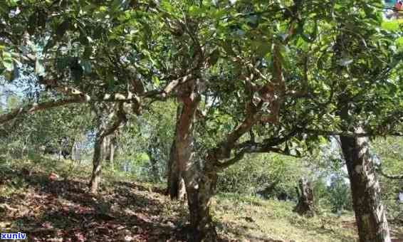 冰岛村坝歪组古树茶-冰岛坝歪古树茶特点