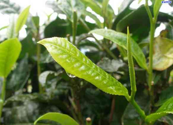 开紫色花的野生茶叶叫什么，寻找答案：开紫色花的野生茶叶有何名称？