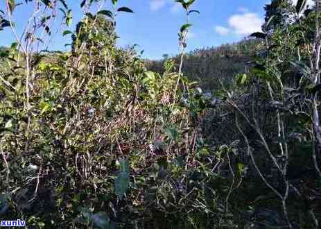 冰岛茶属于易武茶山吗？详解其地理位置和与易武茶的区别