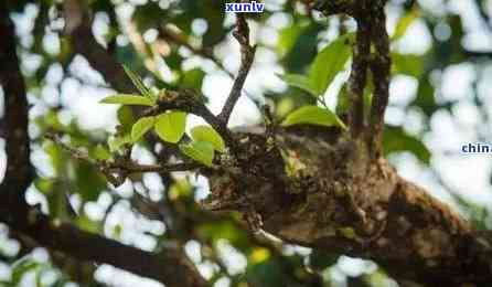 冰岛古树茶头多少钱-冰岛古树茶头多少钱一斤