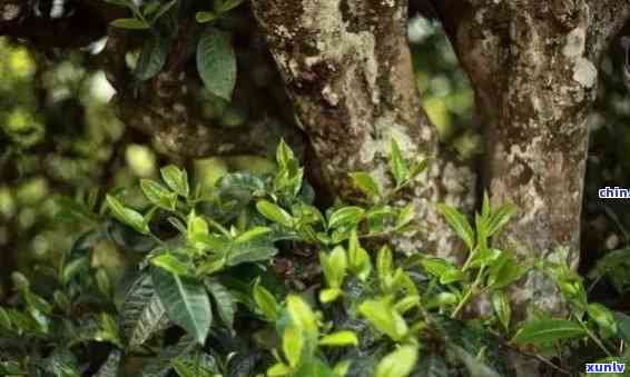 冰岛古树茶：茶类、茶种及适宜饮用节全解