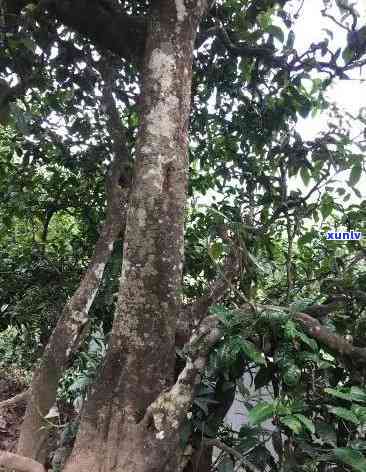 冰岛茶王树值多少钱-冰岛茶王树值多少钱一棵