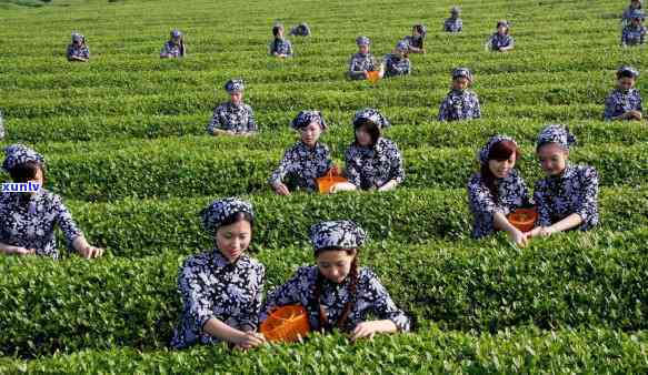 中国的茶叶有哪几种好？品鉴五大名茶，了解知名与优良品种！