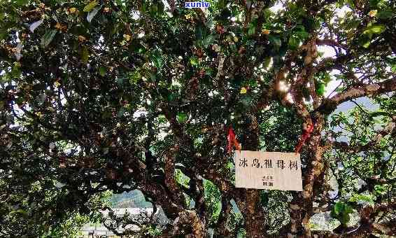 冰岛古树茶四大茶厂排名：揭秘顶级产地与精致茶厂