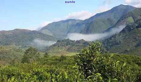 20年冰岛古树茶价格，探究20年冰岛古树茶的市场价格及其价值