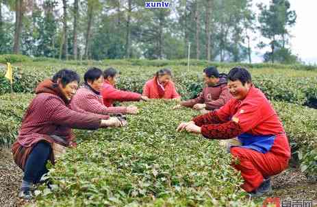 131茶叶是什么茶，探究茶叶新品种：131茶叶，它究竟是什么茶？