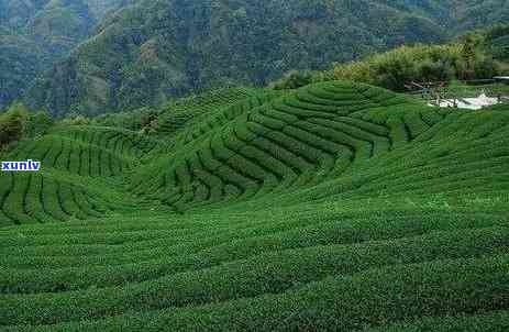 中国茶叶品种名称，探索中国的茶文化：了解各种独特的茶叶品种名称