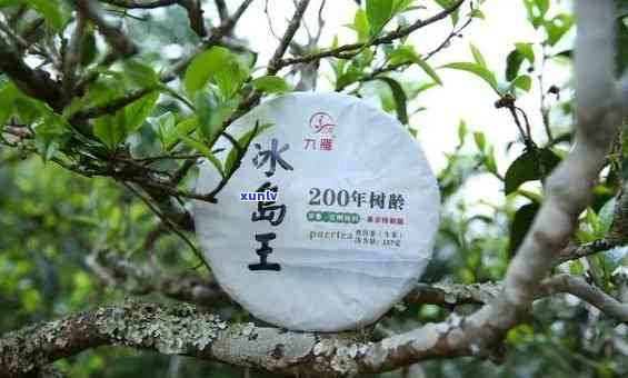 冰岛五寨古树茶产量-冰岛五寨古树茶产量多少