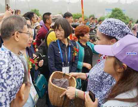 茶叶的种类，探索世界茶海：深入了解各种茶叶的种类和特点