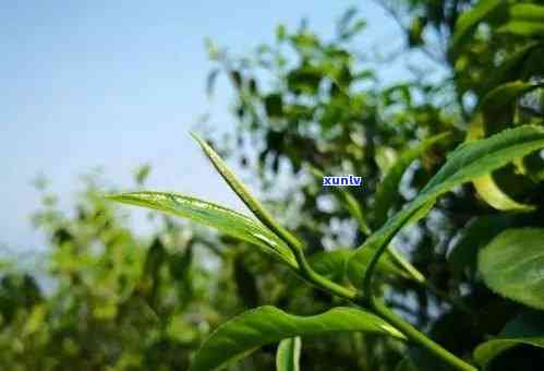 冰岛茶是哪年炒火的-冰岛茶是哪年炒火的茶